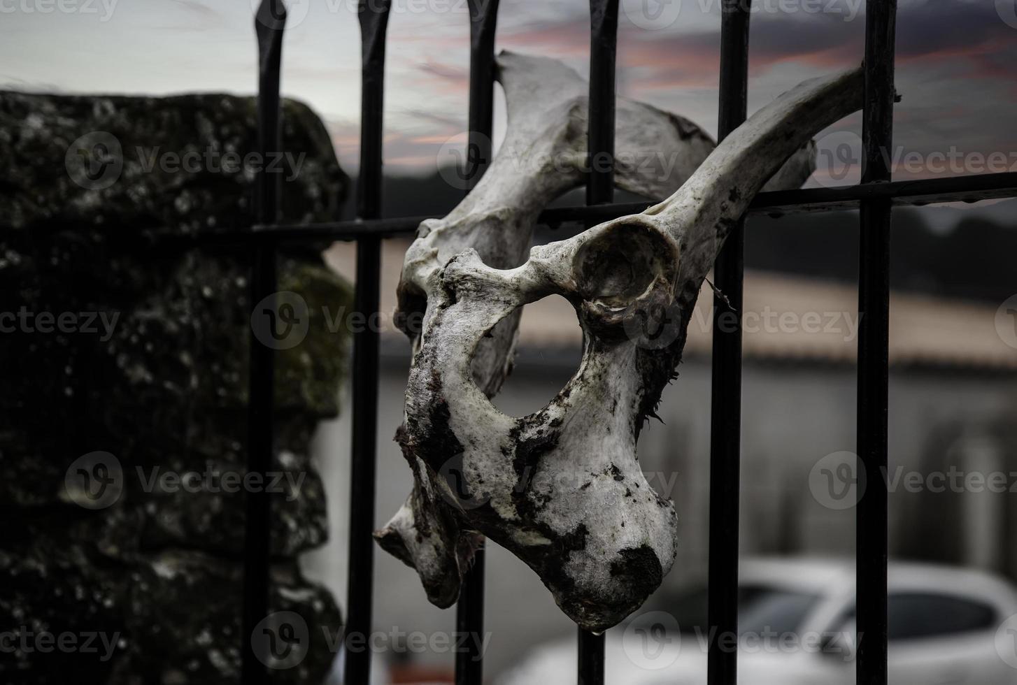 cráneo de hueso animal foto