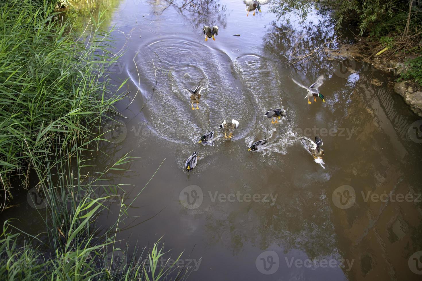 Ducks in pond photo