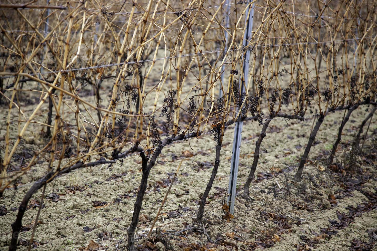 Vineyards with grapes photo