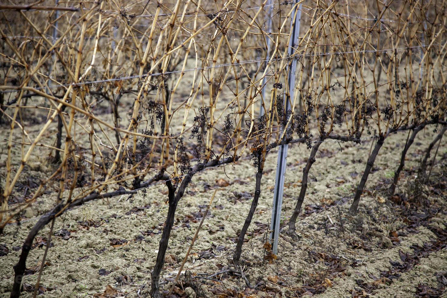 Vineyards with grapes photo