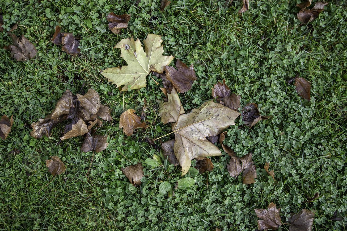 Autumn leaves ground photo
