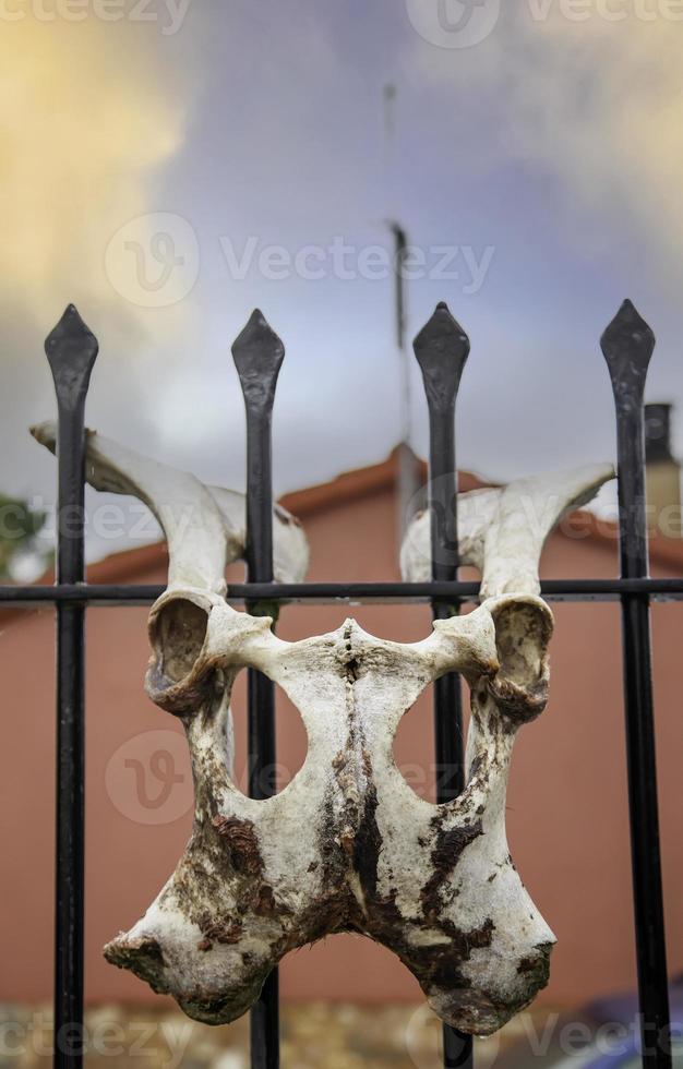 cráneo de hueso animal foto