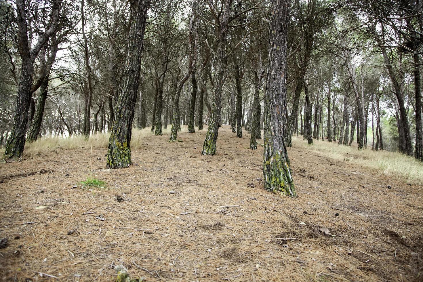 bosque de pinos natural foto