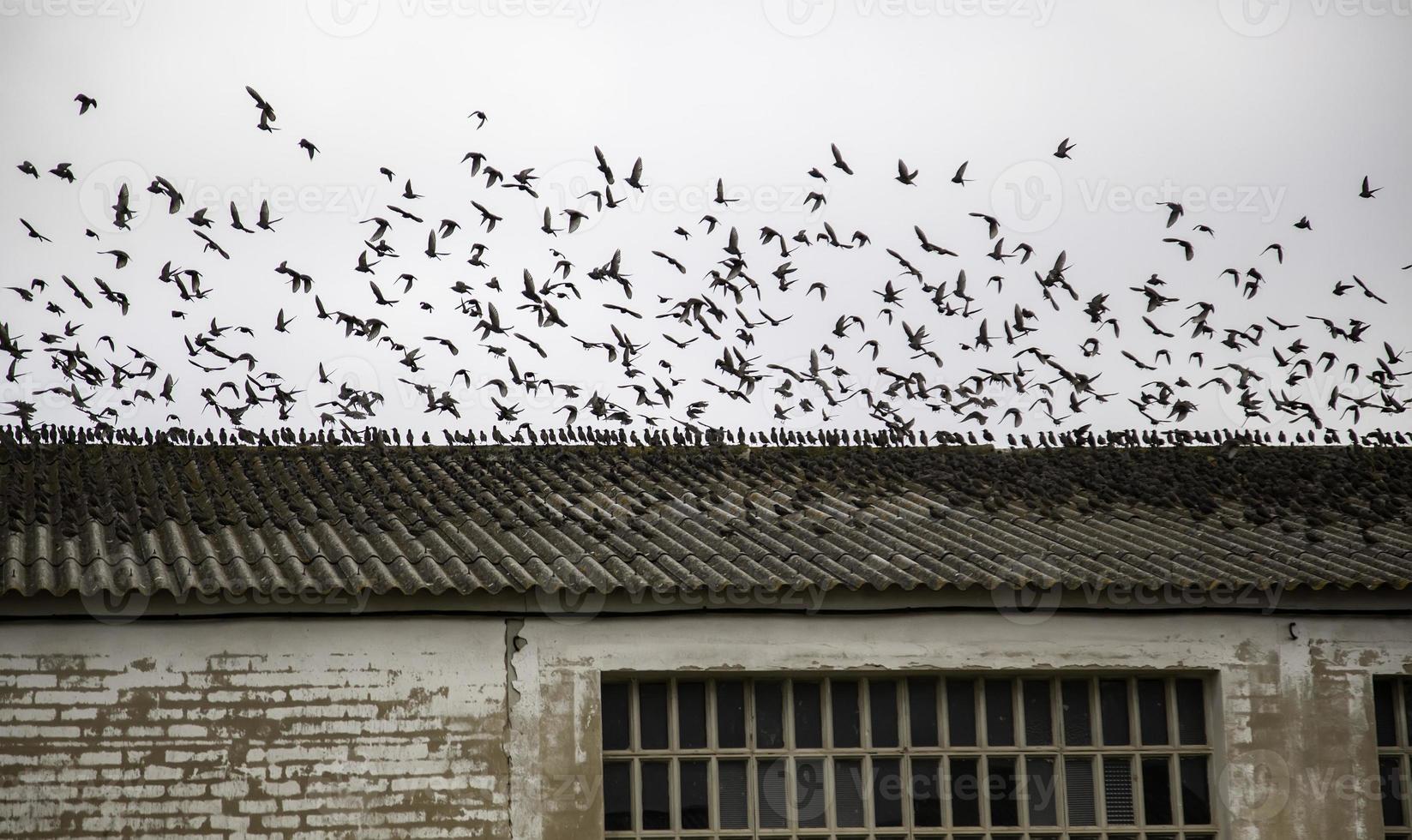 pájaros volando en el cielo foto