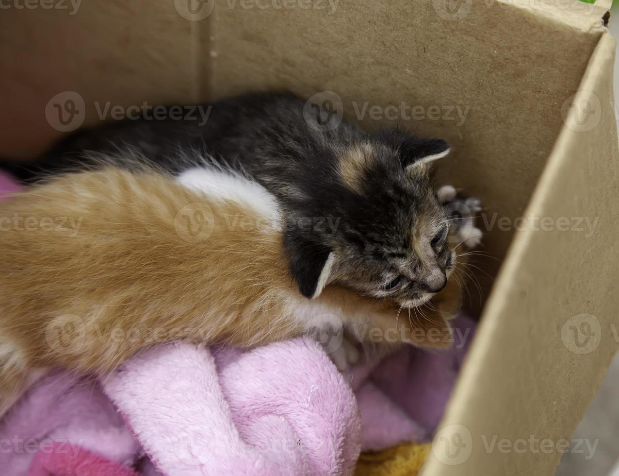 Abandoned puppy cats in box photo