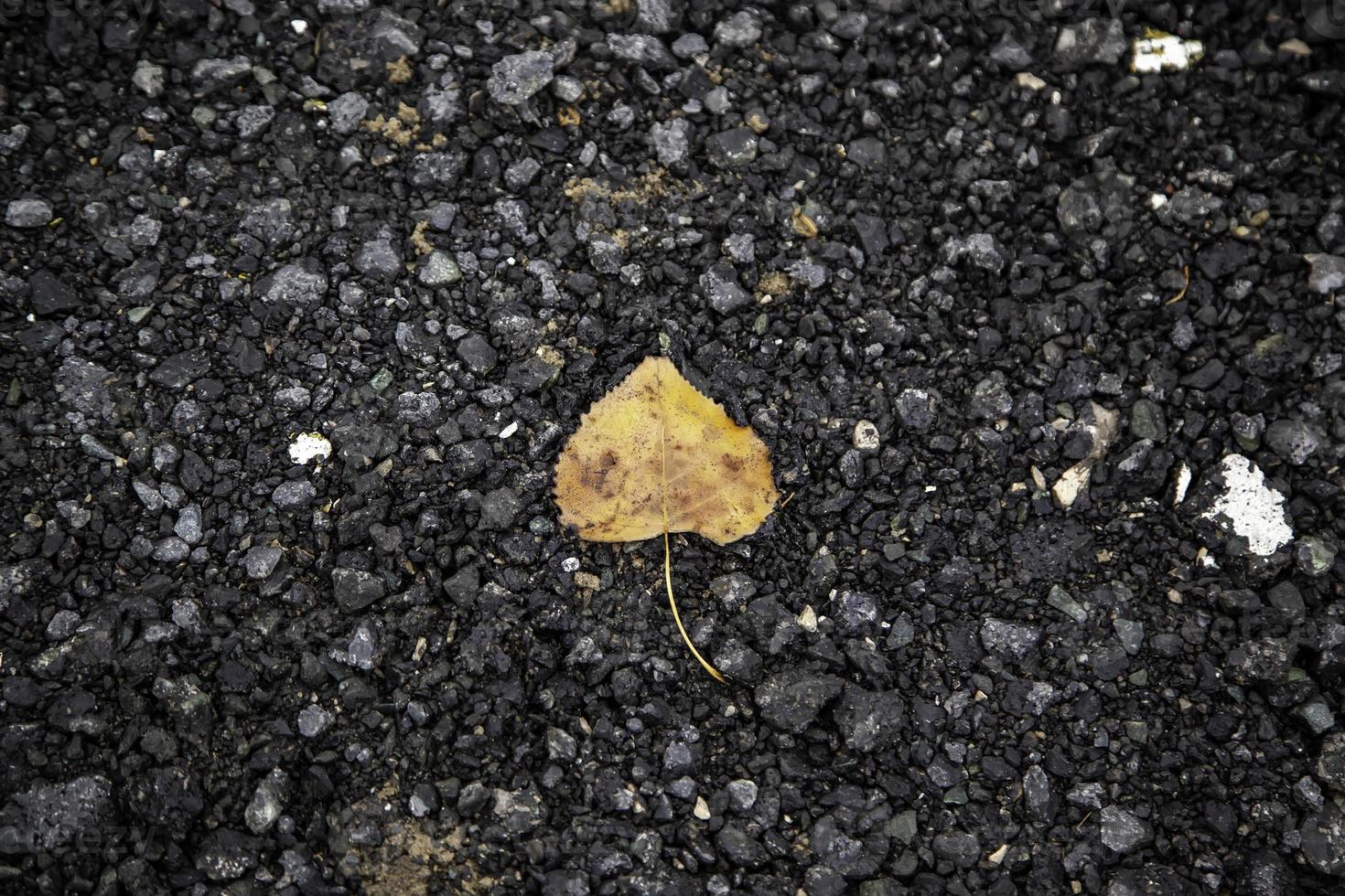 Autumn leaves ground photo