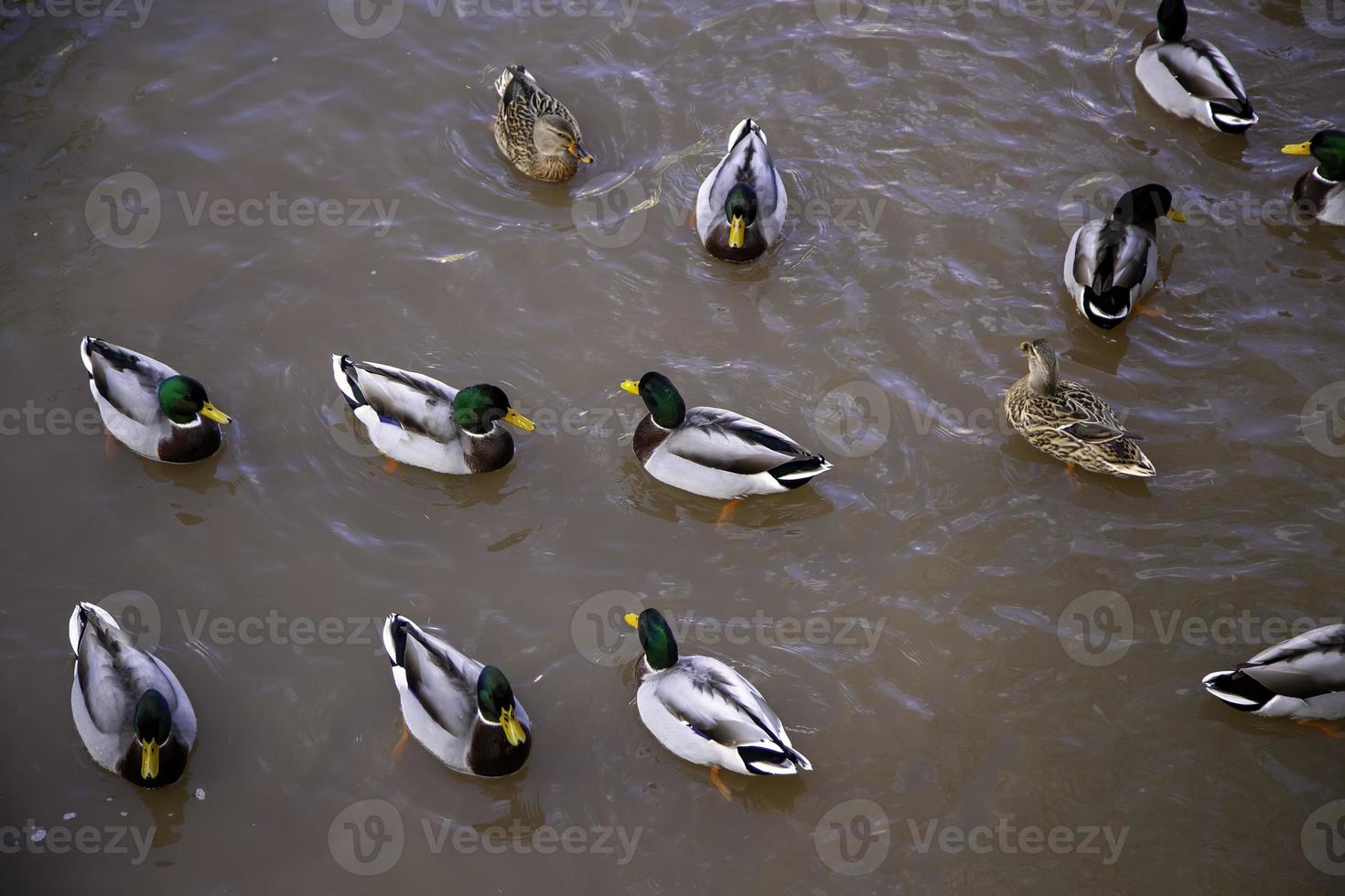 Ducks in pond photo