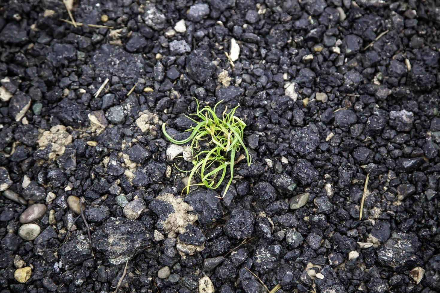 Grass sprouts on dry ground photo