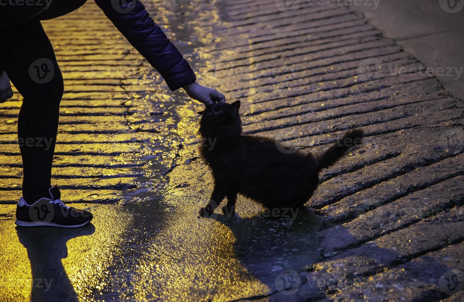 gatos callejeros abandonados foto