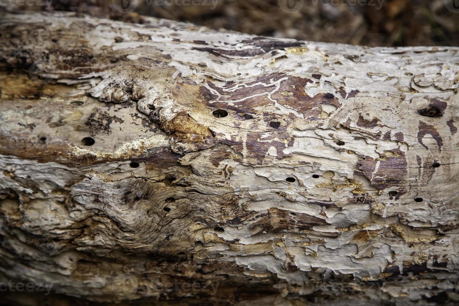 troncos de madera leña foto