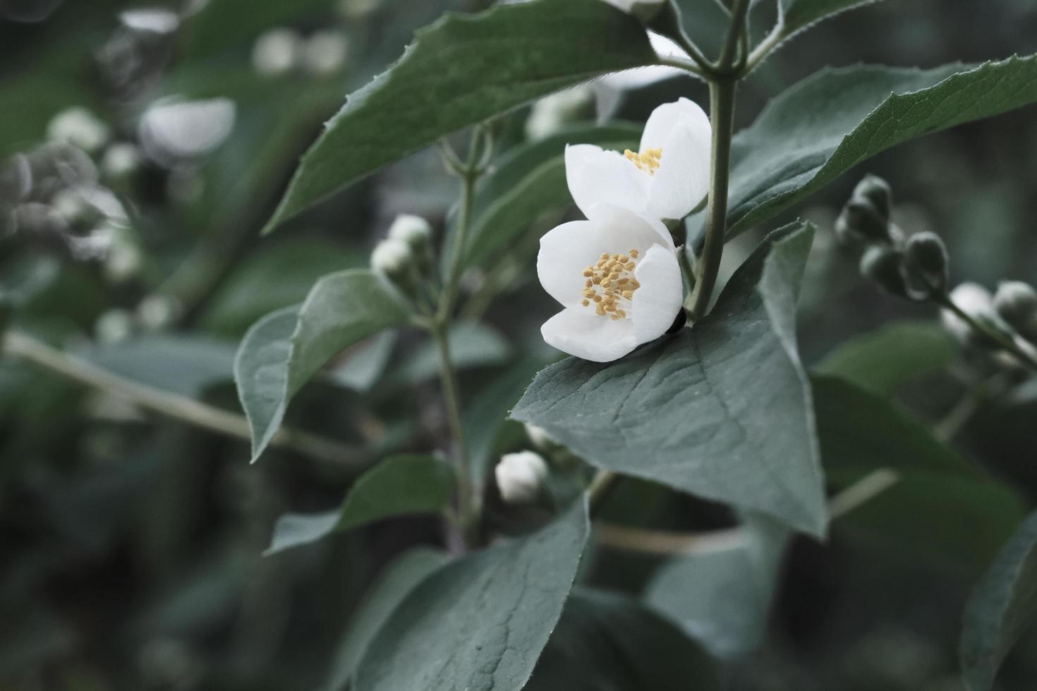 Hermosas flores blancas de philadelphus con hojas verdes. foto