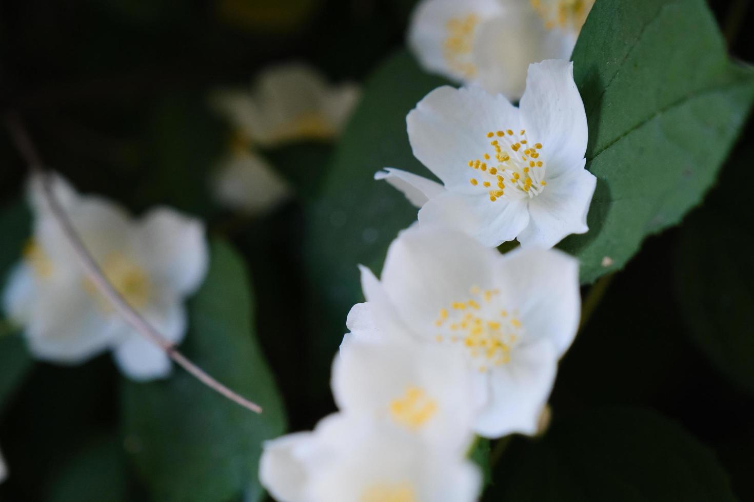 Hermosas flores blancas de philadelphus con hojas verdes. foto