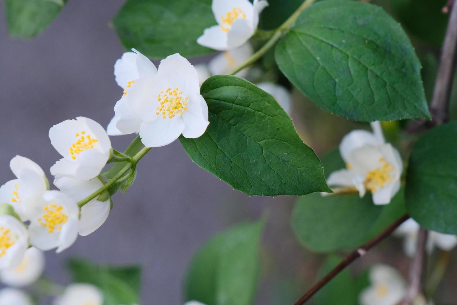 Hermosas flores blancas de philadelphus con hojas verdes. foto