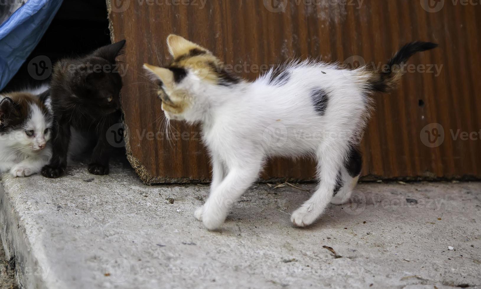 Abandoned kittens nature photo