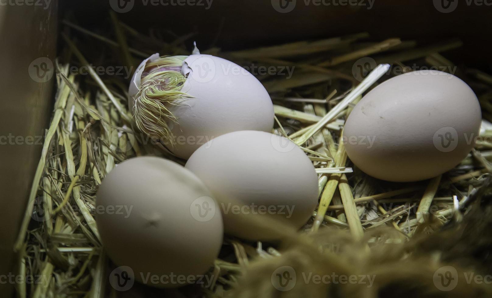 Chick hatching from egg photo