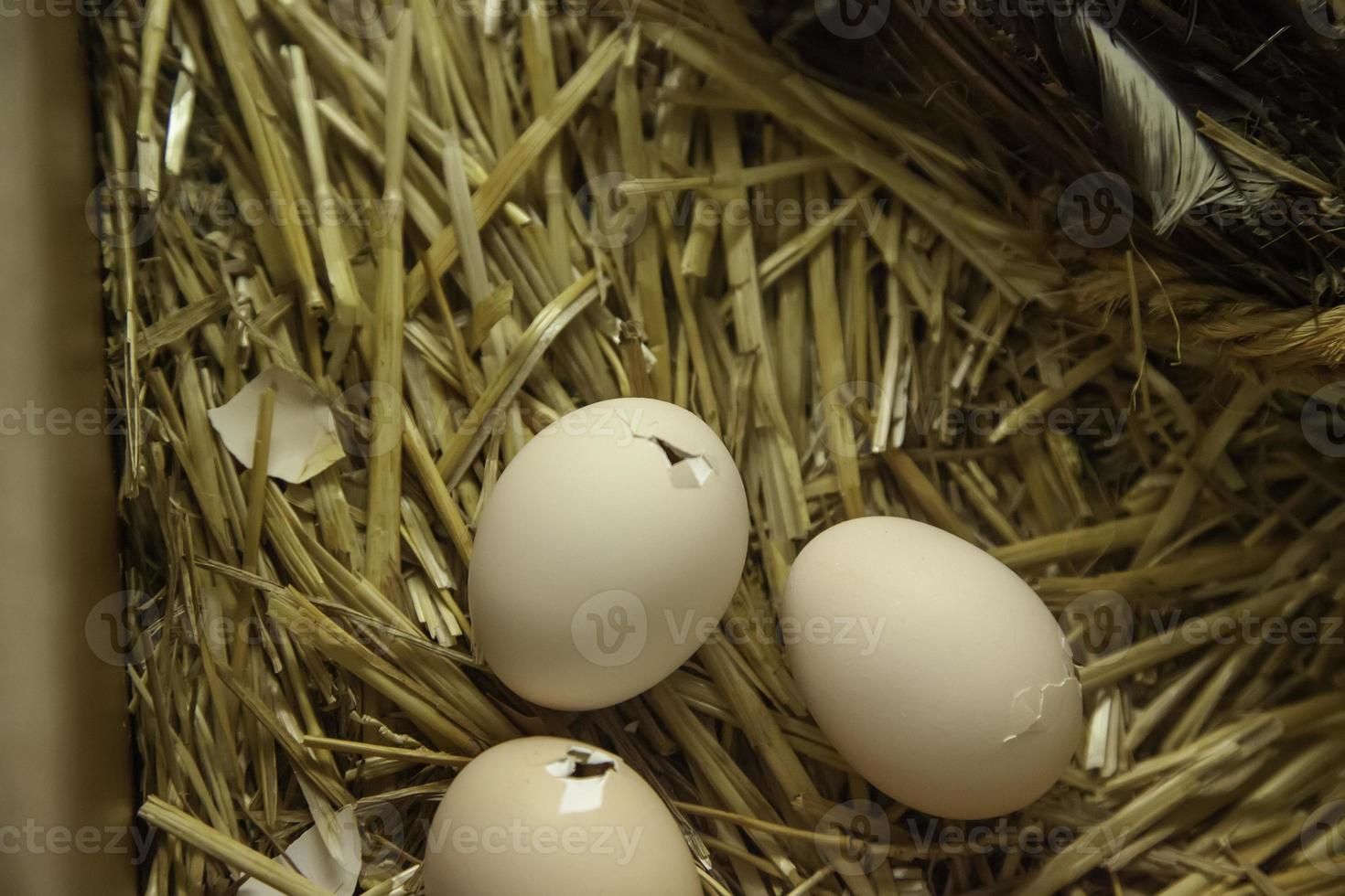 Chick hatching from egg photo