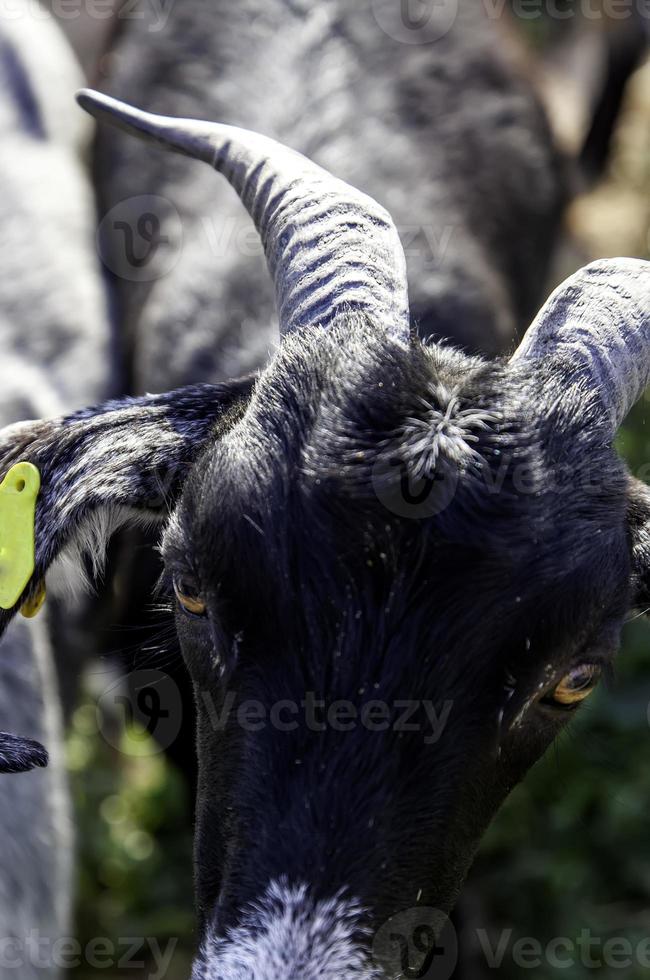 Goats on farm photo