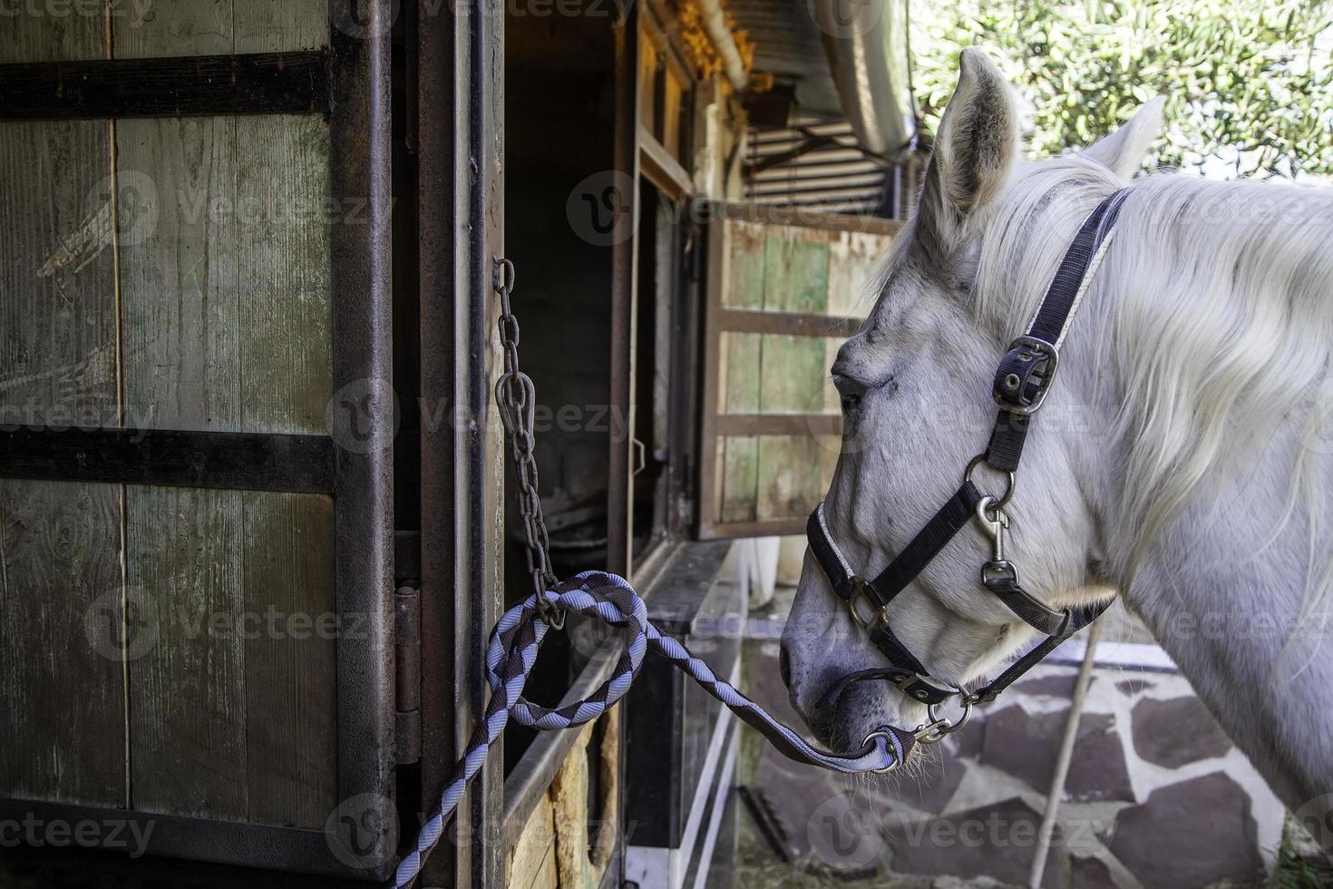 caballo en establo foto