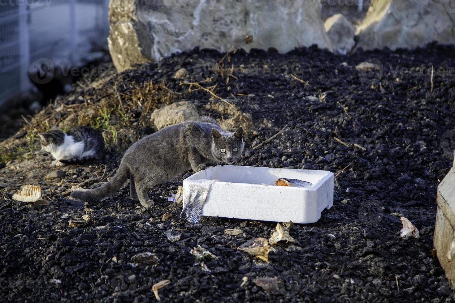 Stray cats eating on the street photo