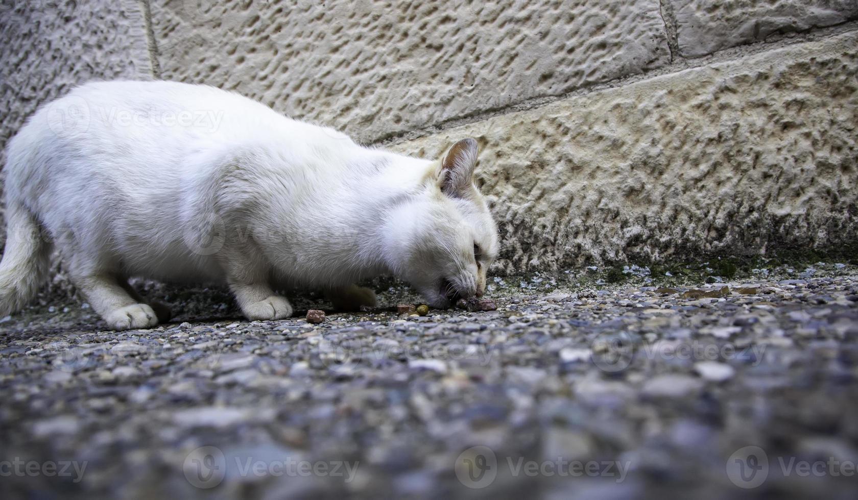 Stray cats eating on the street photo