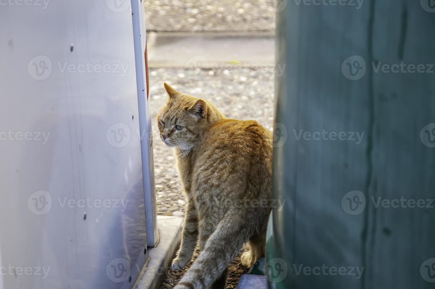 gatos callejeros abandonados foto