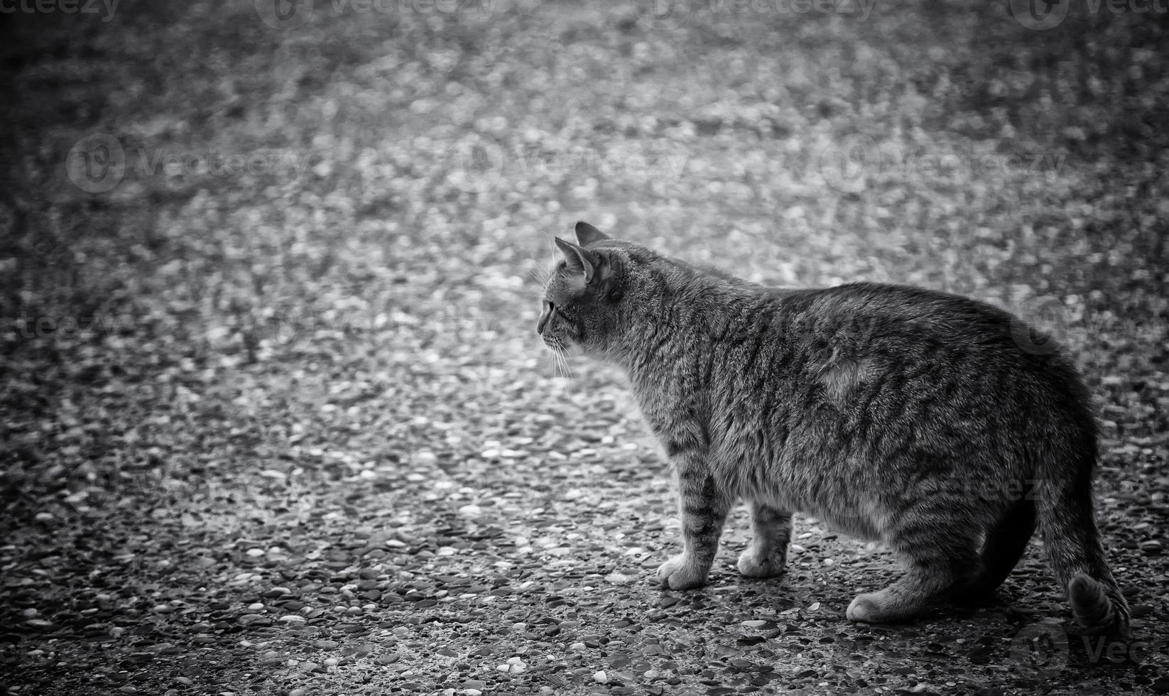 gatos callejeros abandonados foto