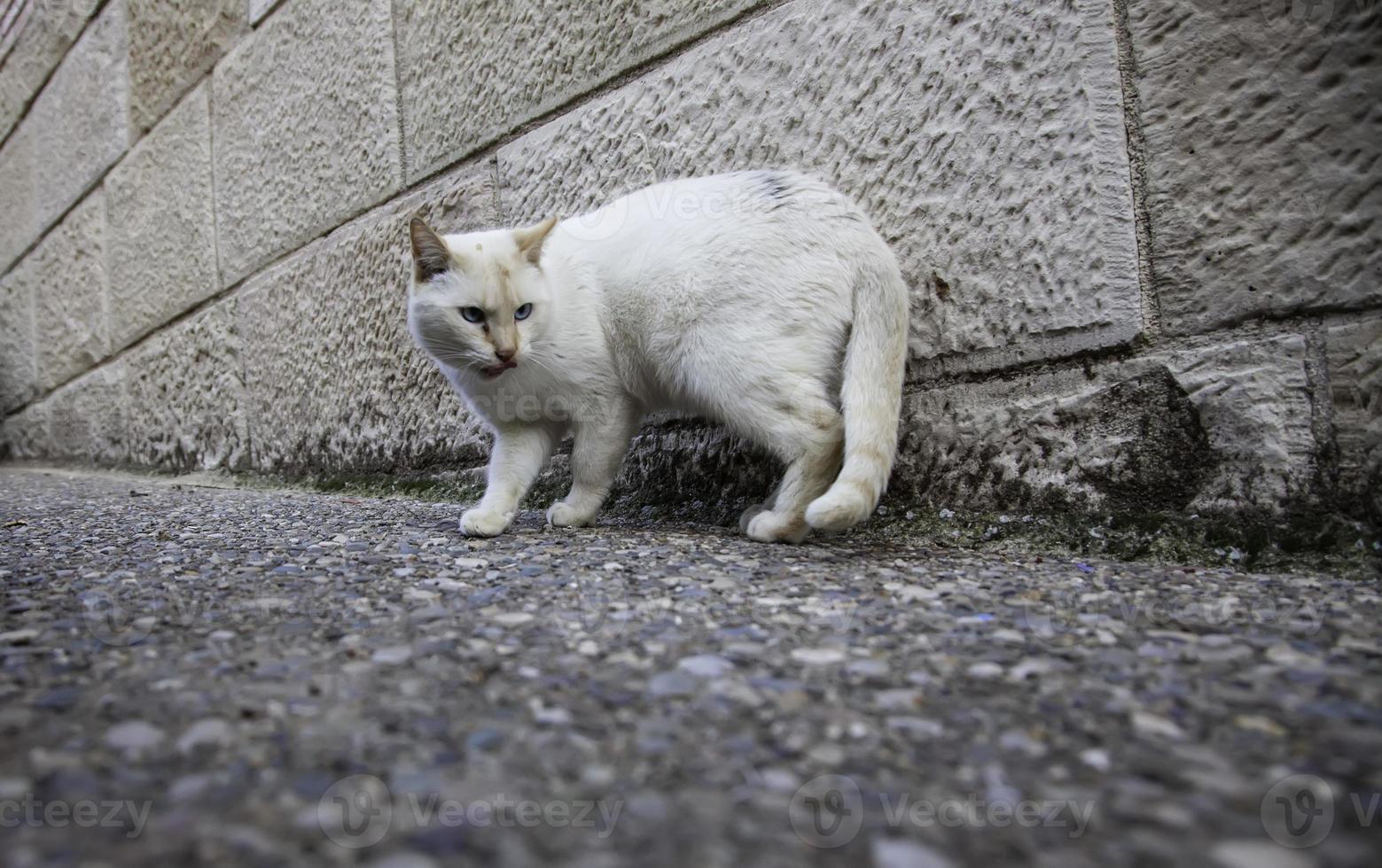 gatos callejeros abandonados foto