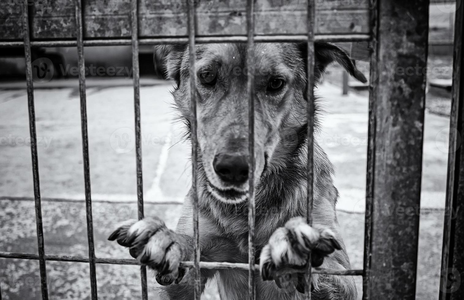 Dog in kennel photo