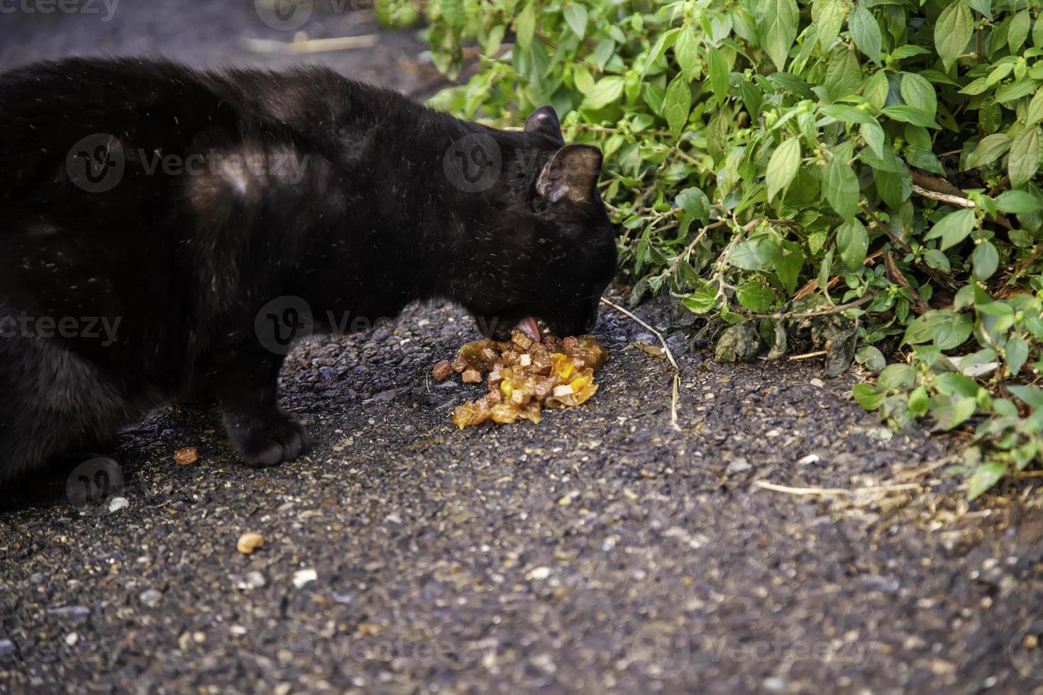 Stray cats eating on the street photo