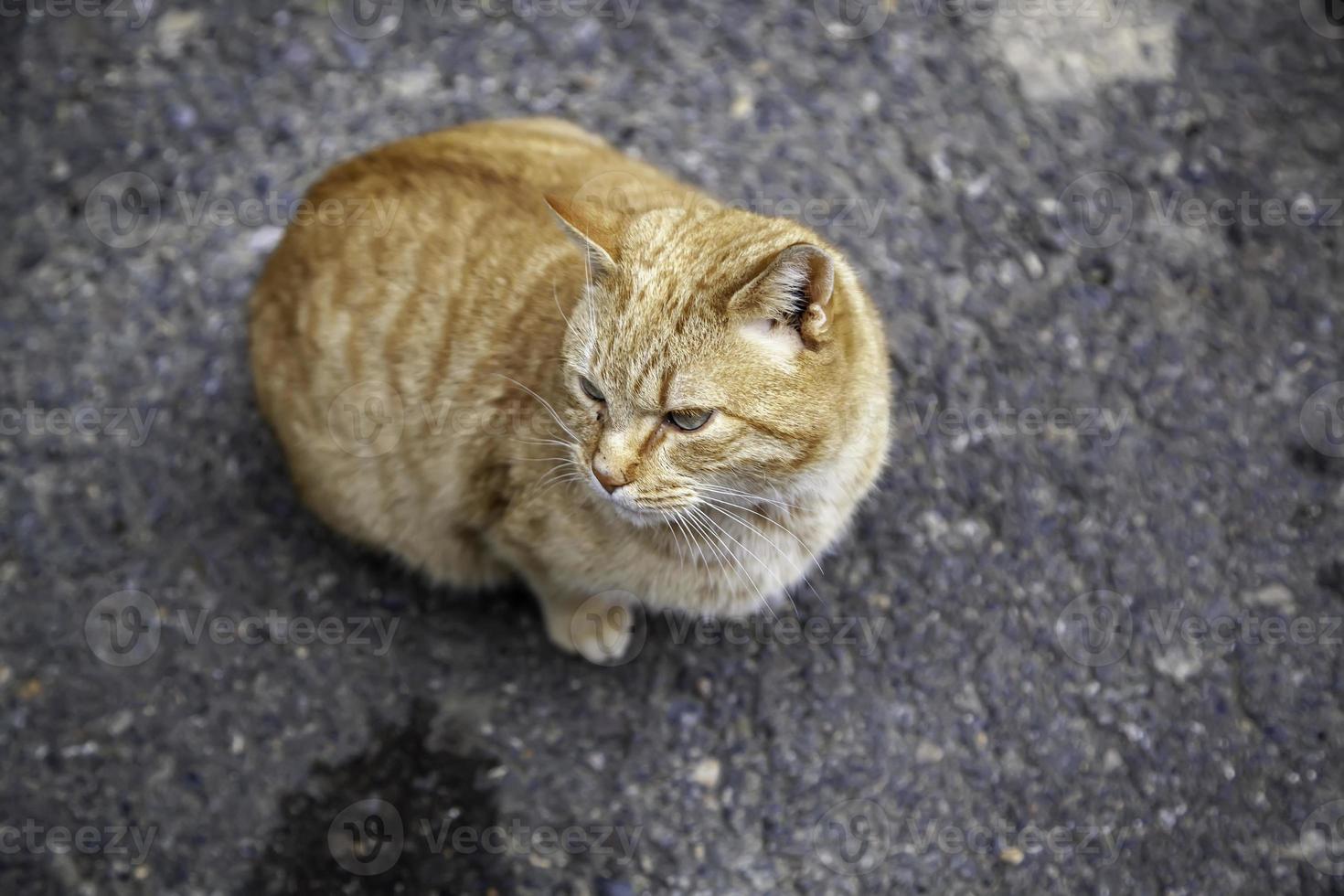 gatos callejeros abandonados foto