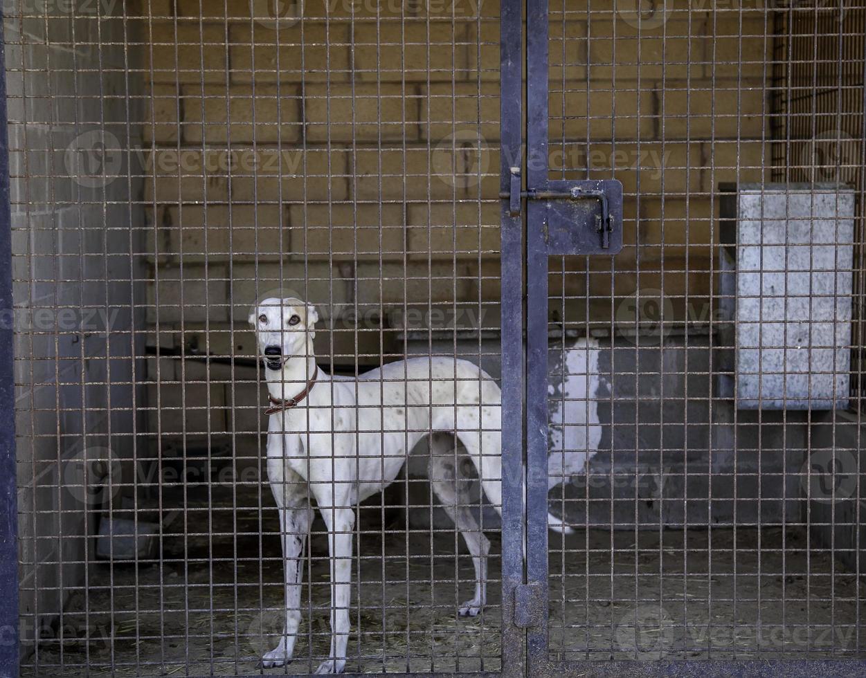 Greyhound  in cage photo