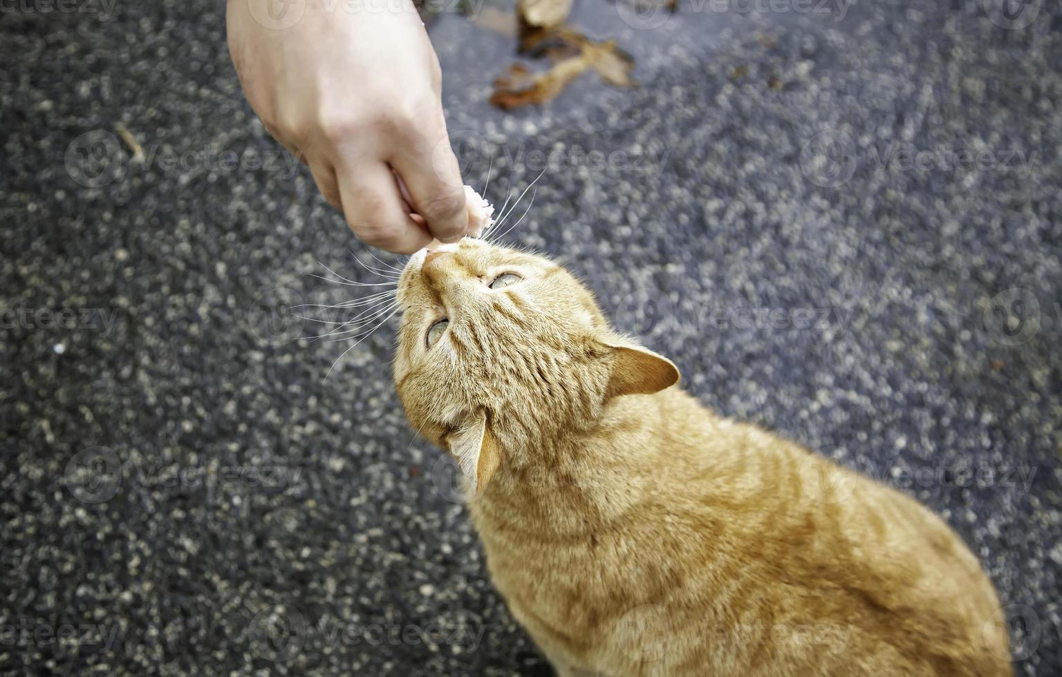 Stray cats eating on the street photo