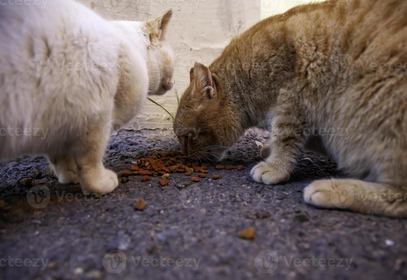 gatos callejeros abandonados foto