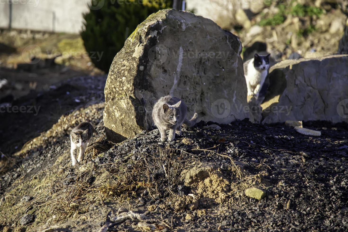 gatos callejeros abandonados foto