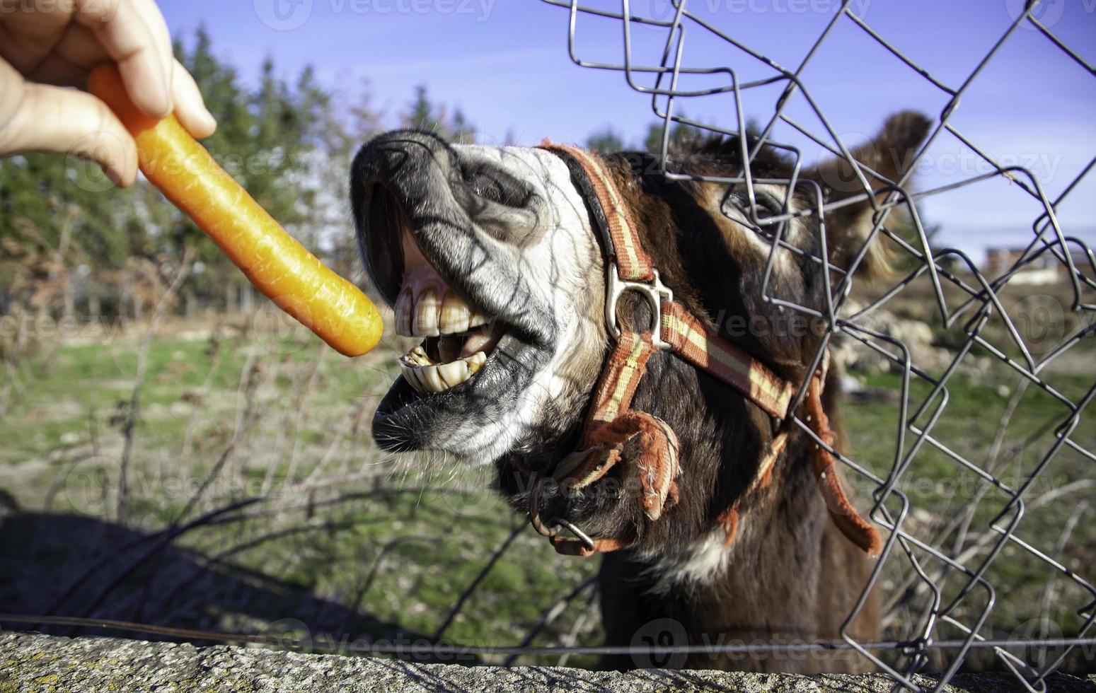 Donkey eating carrot photo