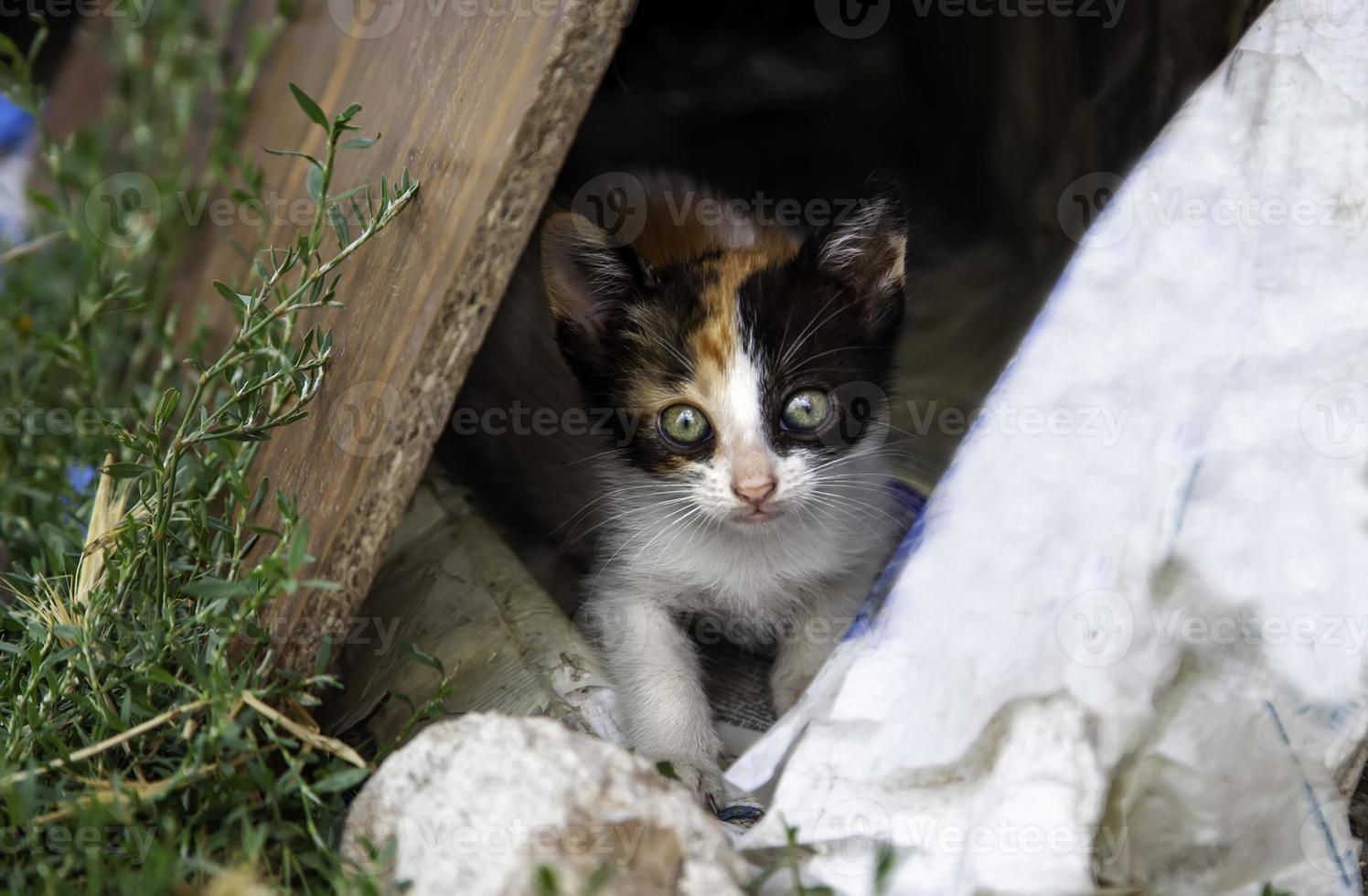 gatitos abandonados naturaleza foto