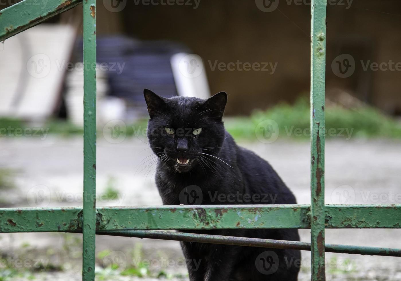 gato negro en la calle foto