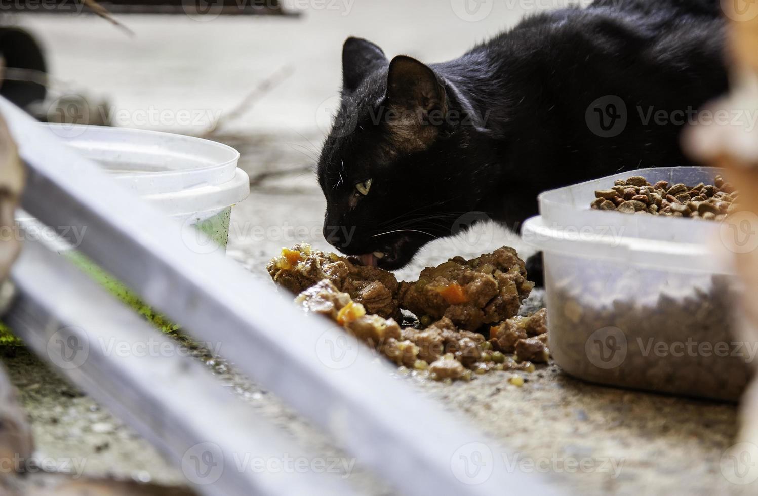 Stray cats eating on the street photo