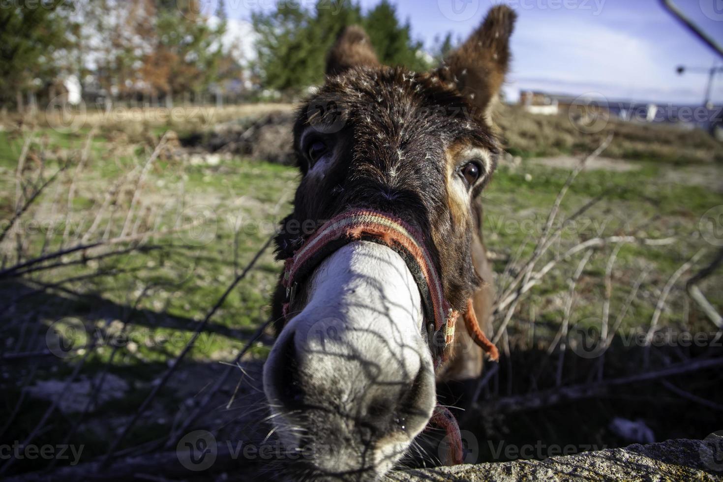 burro en el campo foto