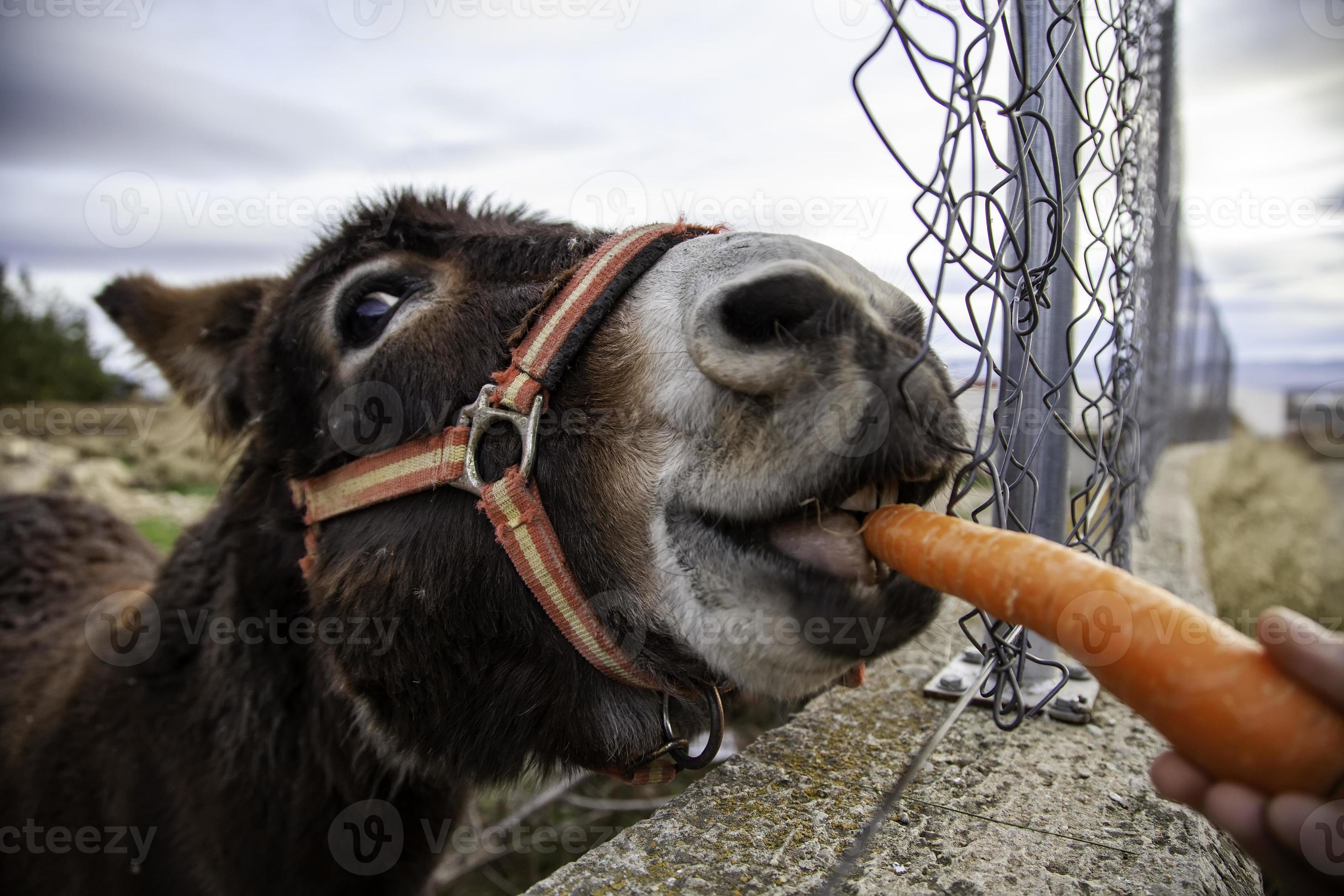 Donkey eating carrot 2858172 Stock Photo at Vecteezy