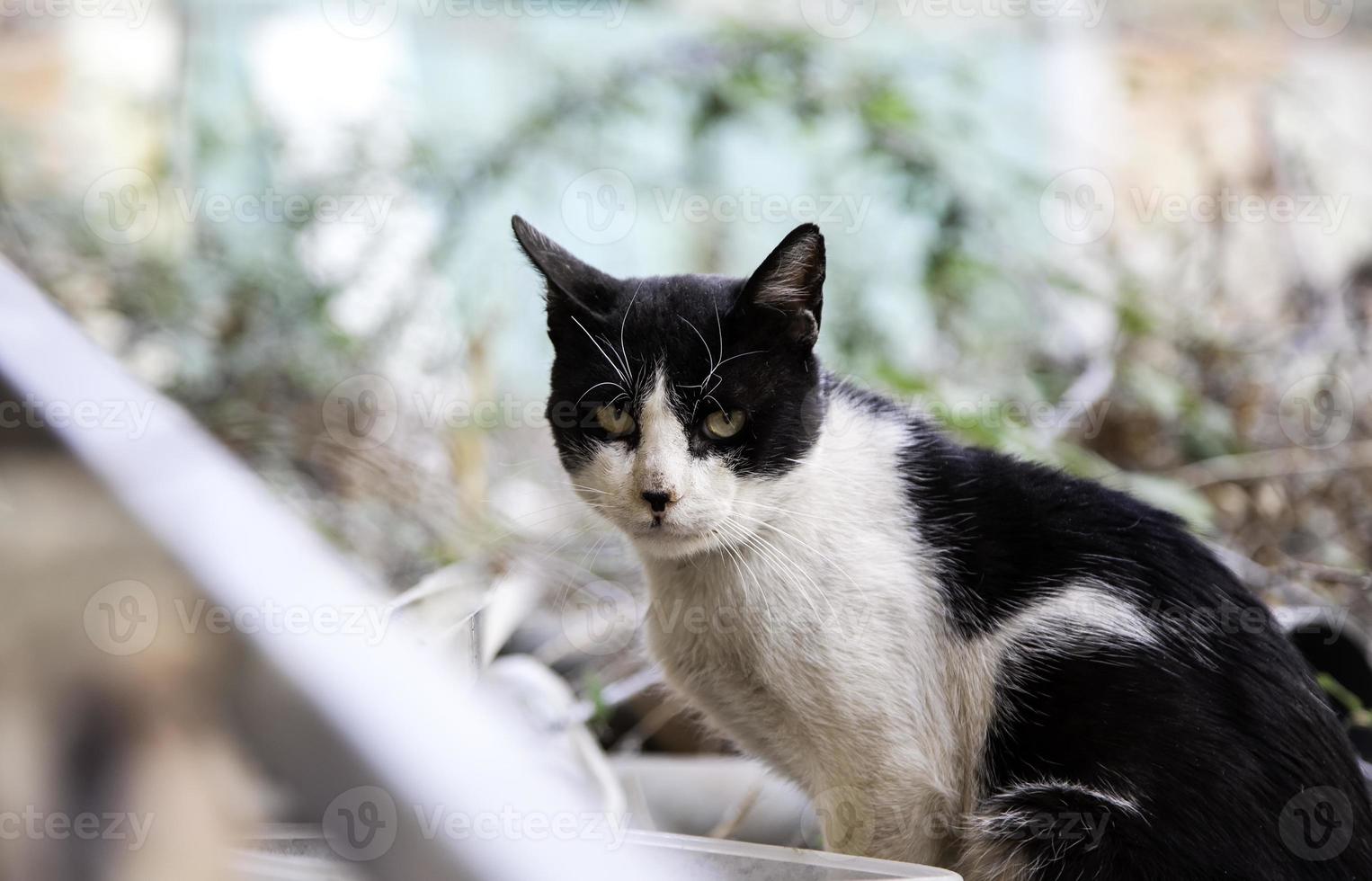 gatos callejeros abandonados foto