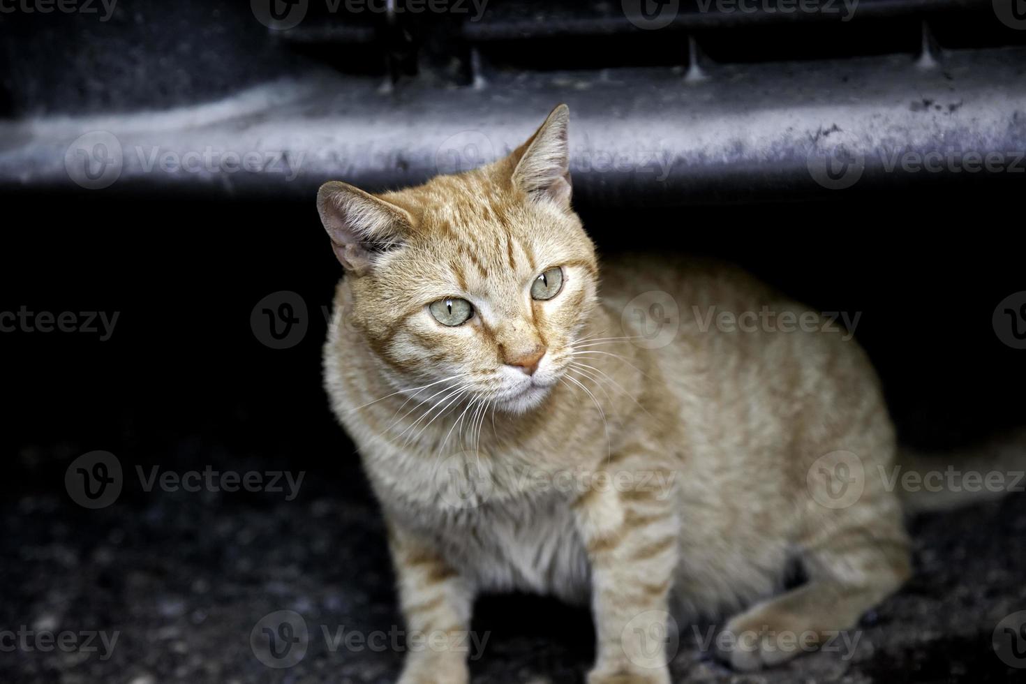 gatos callejeros abandonados foto