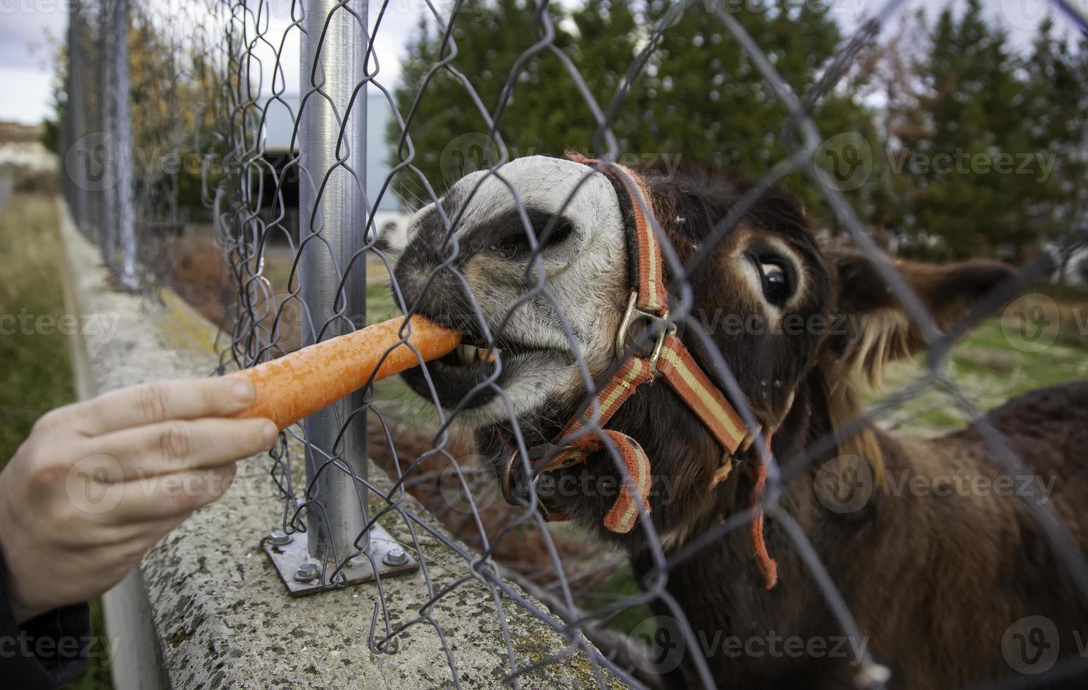 Donkey eating carrot photo