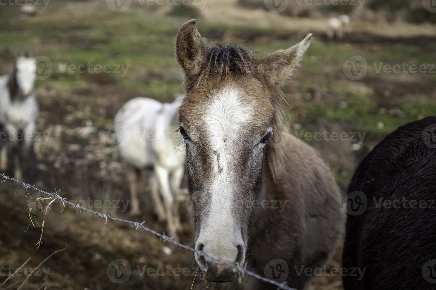 caballo en establo foto