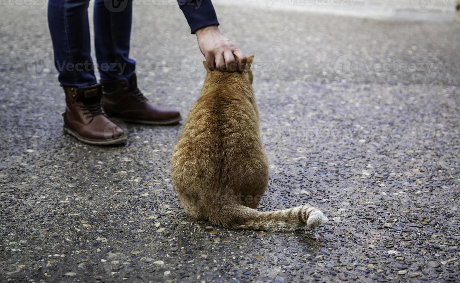 gatos callejeros abandonados foto