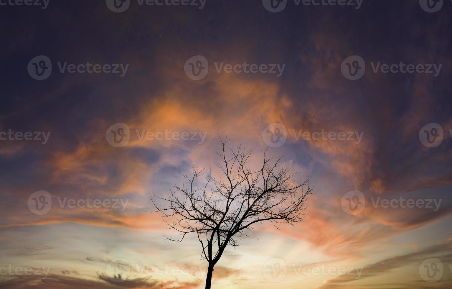 Dry tree in forest photo
