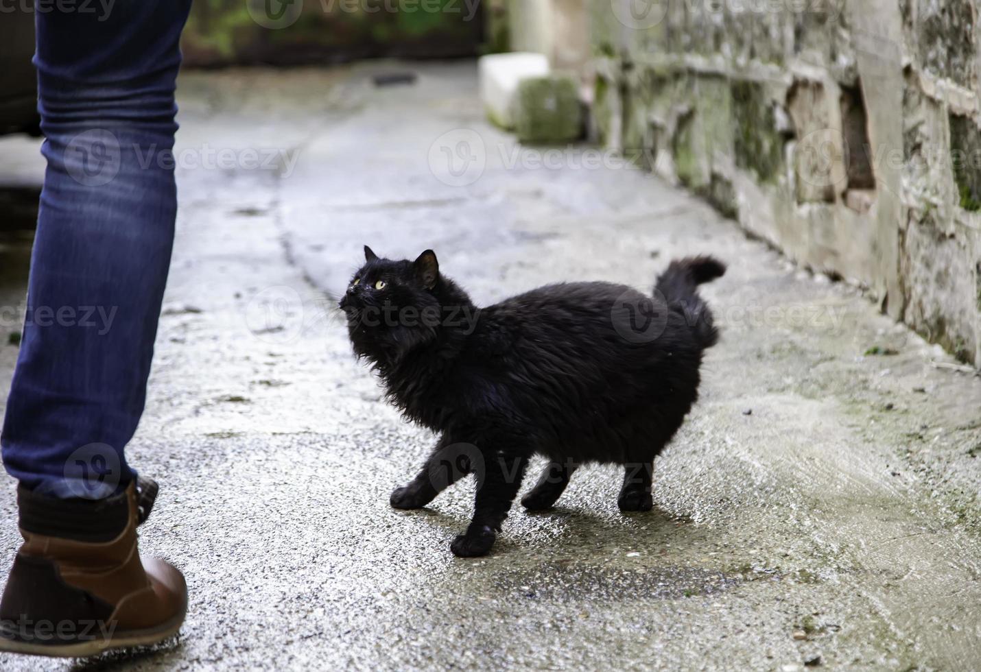 Stray cats eating on the street photo