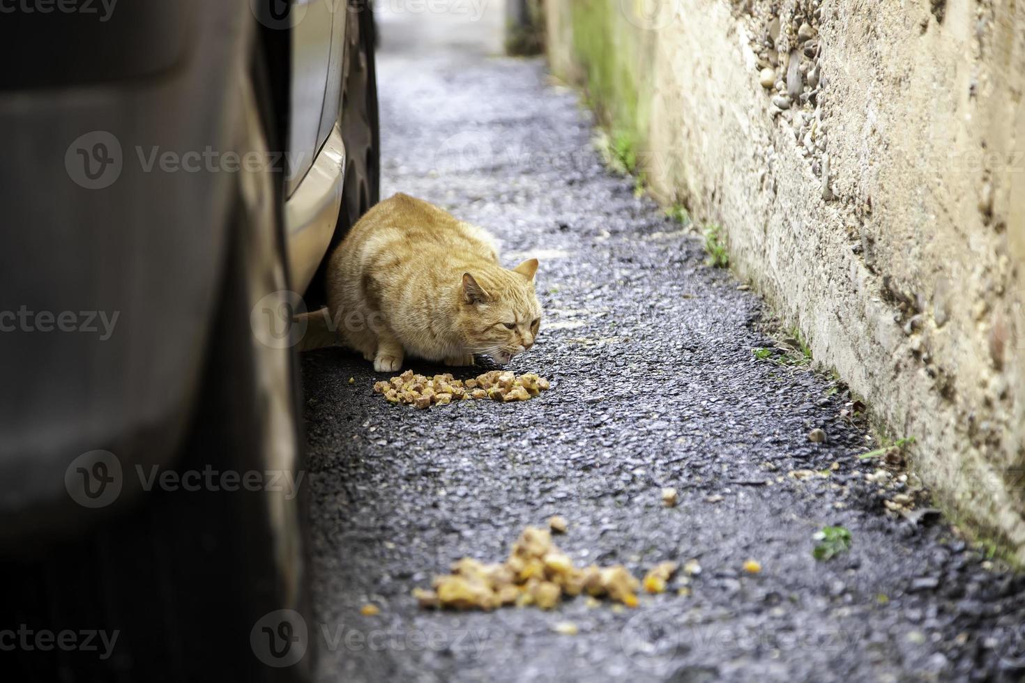 Stray cats eating on the street photo