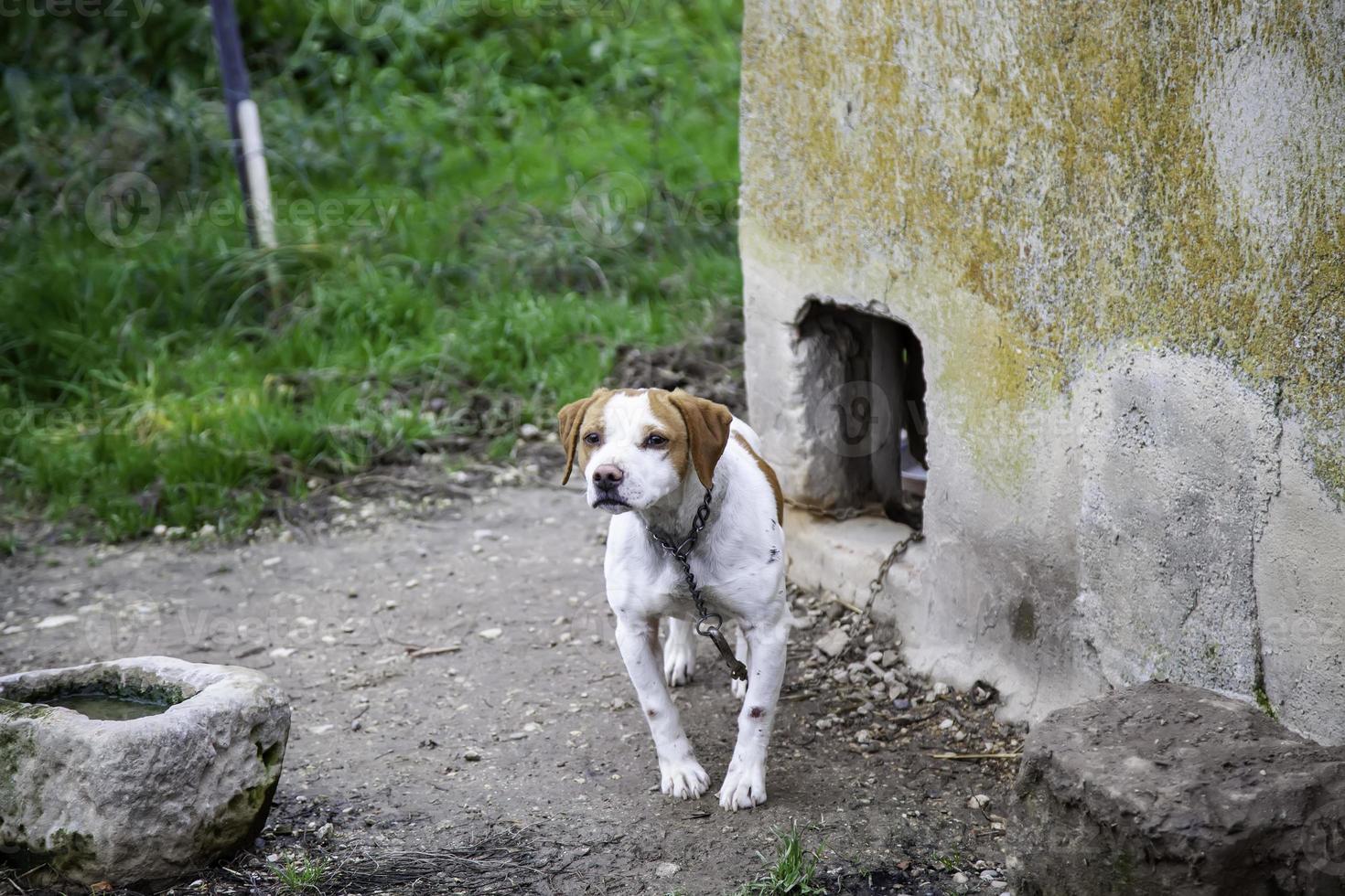 Dog in kennel photo