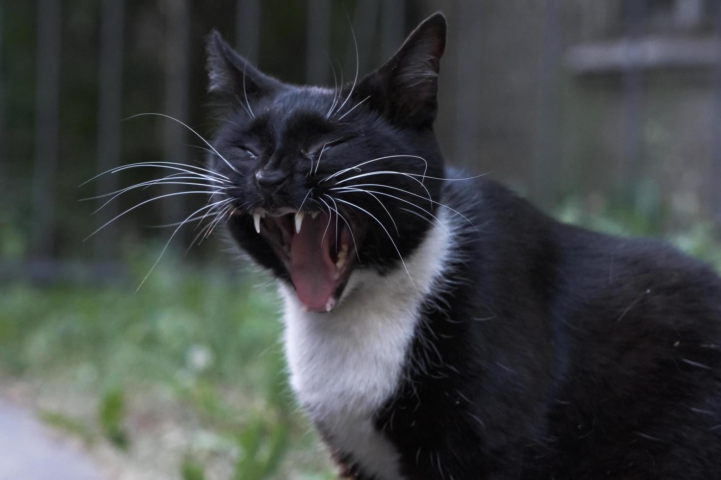 Portrait of a pretty black and white yawning cat close-up photo